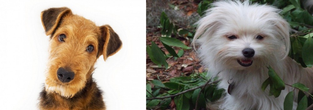 Malti-Pom vs Airedale Terrier - Breed Comparison
