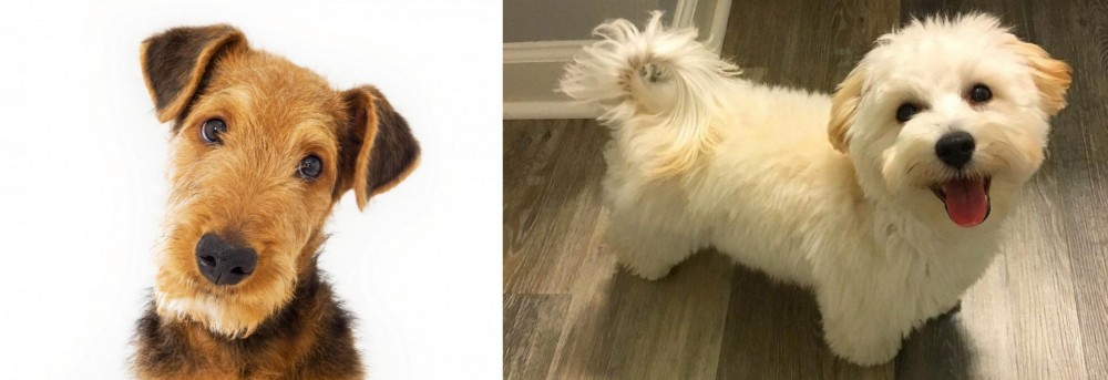 Maltipoo vs Airedale Terrier - Breed Comparison