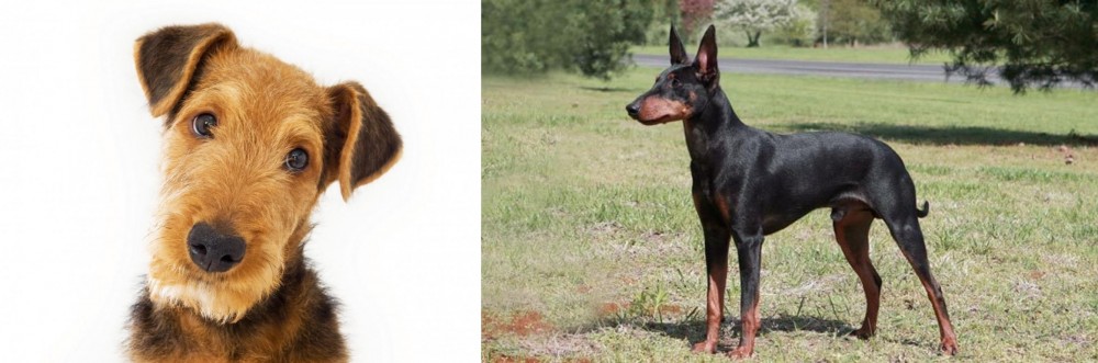 Manchester Terrier vs Airedale Terrier - Breed Comparison