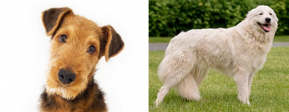 Maremma Sheepdog vs Airedale Terrier - Breed Comparison