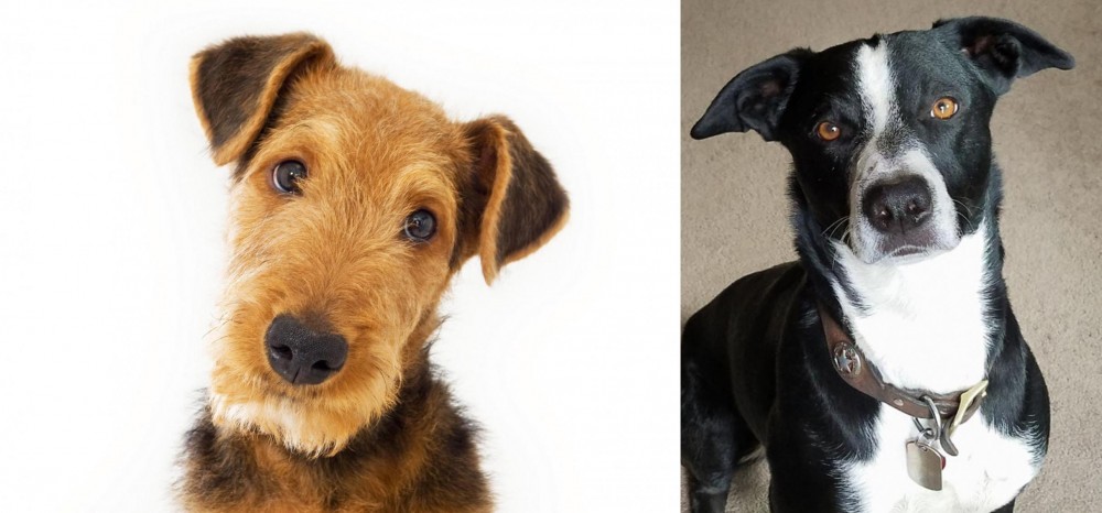 McNab vs Airedale Terrier - Breed Comparison