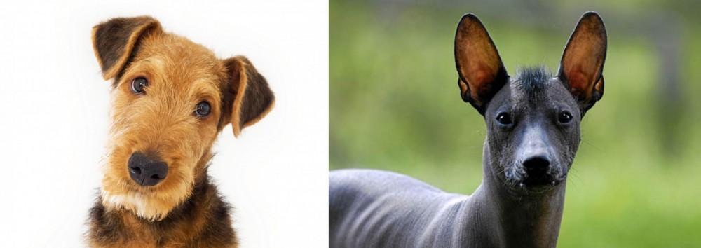 Mexican Hairless vs Airedale Terrier - Breed Comparison