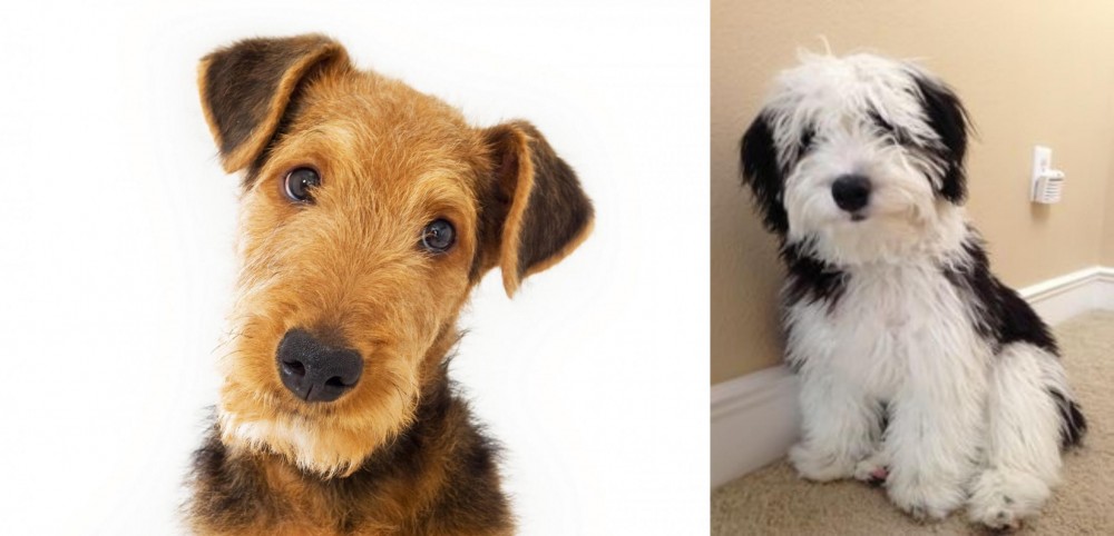 Mini Sheepadoodles vs Airedale Terrier - Breed Comparison