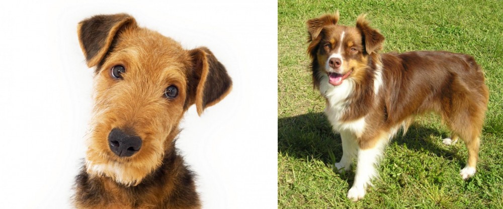 Miniature Australian Shepherd vs Airedale Terrier - Breed Comparison
