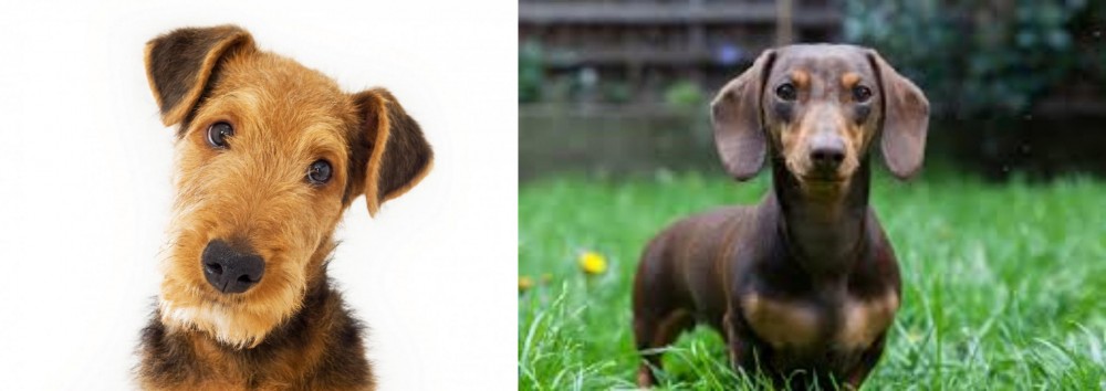 Miniature Dachshund vs Airedale Terrier - Breed Comparison