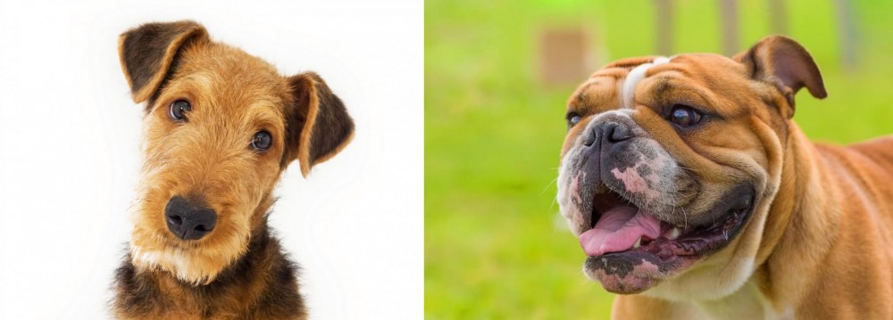 Miniature English Bulldog vs Airedale Terrier - Breed Comparison
