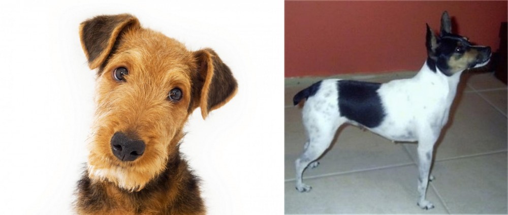 Miniature Fox Terrier vs Airedale Terrier - Breed Comparison