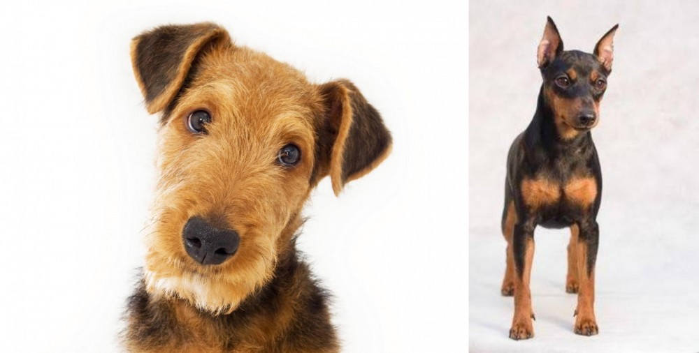 Miniature Pinscher vs Airedale Terrier - Breed Comparison
