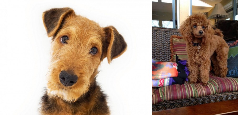 Miniature Poodle vs Airedale Terrier - Breed Comparison