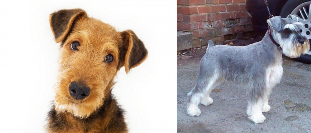 Miniature Schnauzer vs Airedale Terrier - Breed Comparison