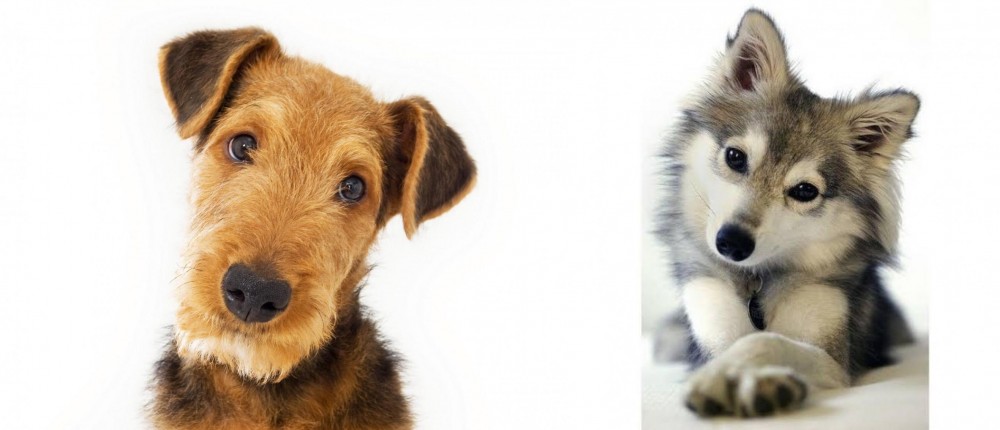 Miniature Siberian Husky vs Airedale Terrier - Breed Comparison