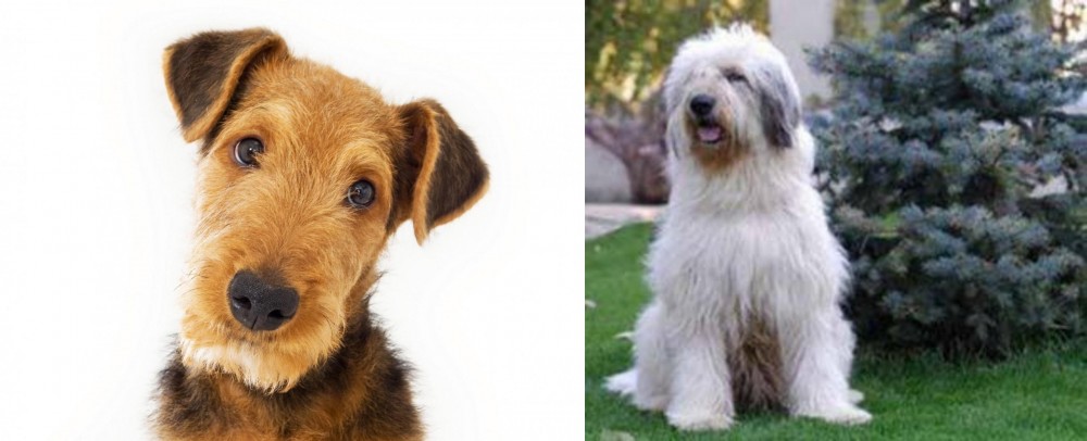 Mioritic Sheepdog vs Airedale Terrier - Breed Comparison