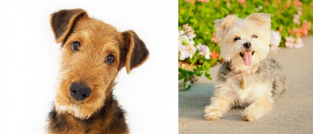 Morkie vs Airedale Terrier - Breed Comparison