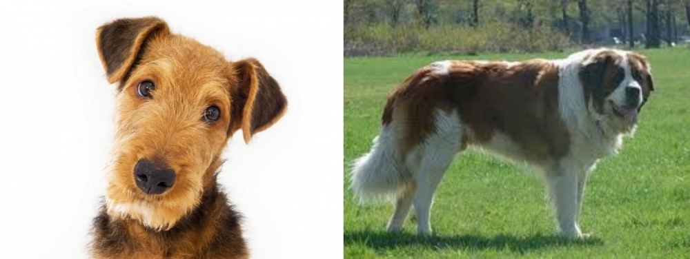 Moscow Watchdog vs Airedale Terrier - Breed Comparison