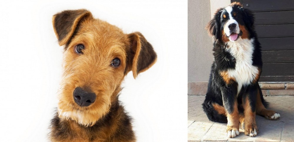 Mountain Burmese vs Airedale Terrier - Breed Comparison
