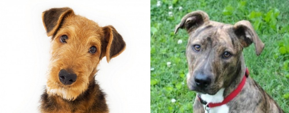 Mountain Cur vs Airedale Terrier - Breed Comparison