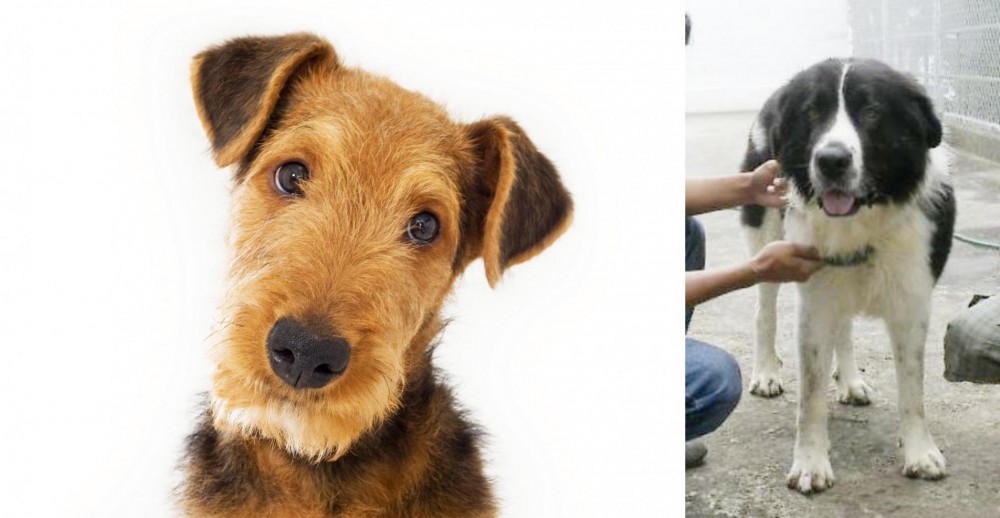Mucuchies vs Airedale Terrier - Breed Comparison