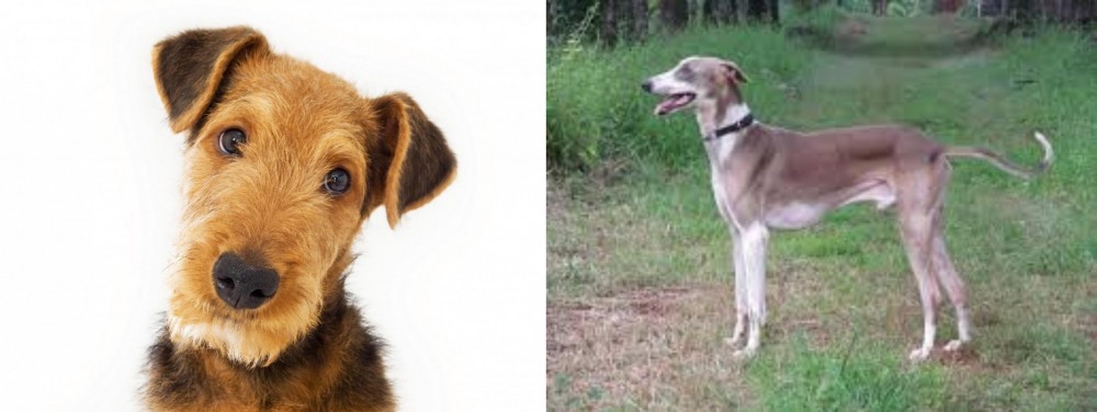 Mudhol Hound vs Airedale Terrier - Breed Comparison