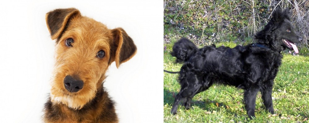 Mudi vs Airedale Terrier - Breed Comparison