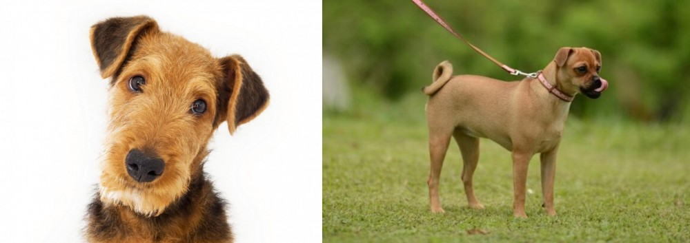 Muggin vs Airedale Terrier - Breed Comparison