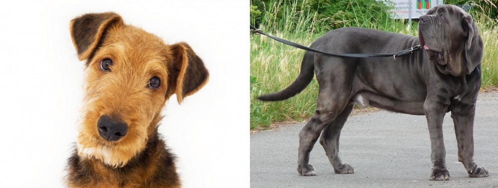 Neapolitan Mastiff vs Airedale Terrier - Breed Comparison