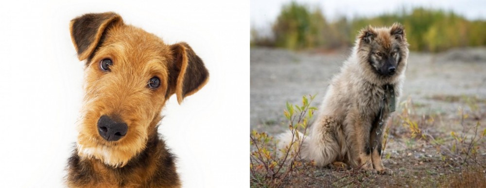 Nenets Herding Laika vs Airedale Terrier - Breed Comparison