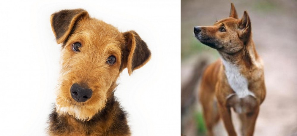 New Guinea Singing Dog vs Airedale Terrier - Breed Comparison