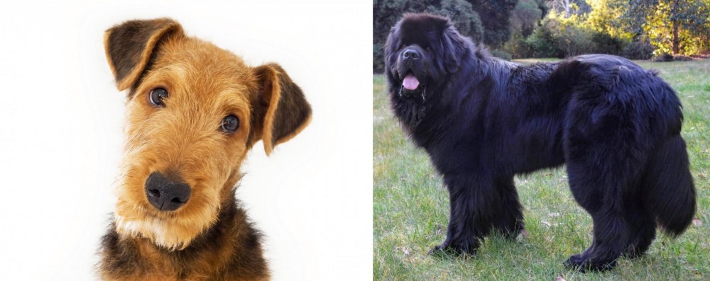 Newfoundland Dog vs Airedale Terrier - Breed Comparison