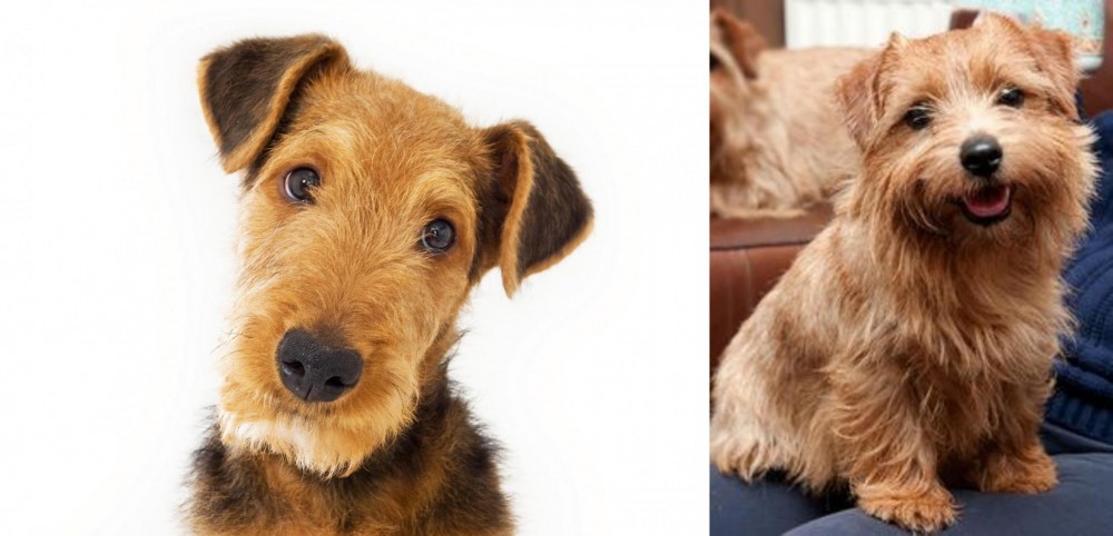 Norfolk Terrier vs Airedale Terrier - Breed Comparison