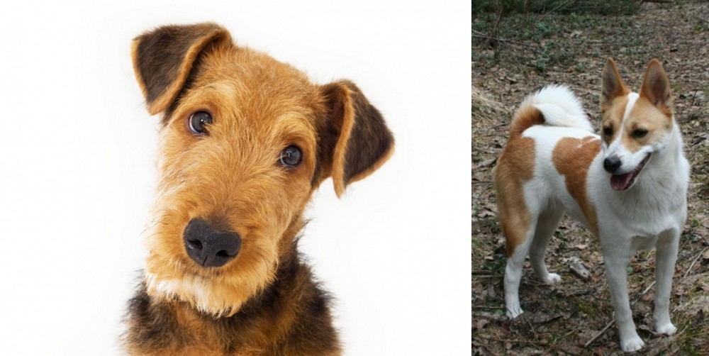 Norrbottenspets vs Airedale Terrier - Breed Comparison