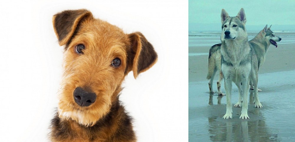 Northern Inuit Dog vs Airedale Terrier - Breed Comparison