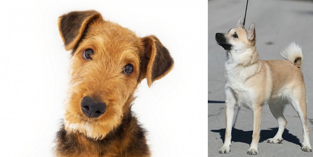 Norwegian Buhund vs Airedale Terrier - Breed Comparison