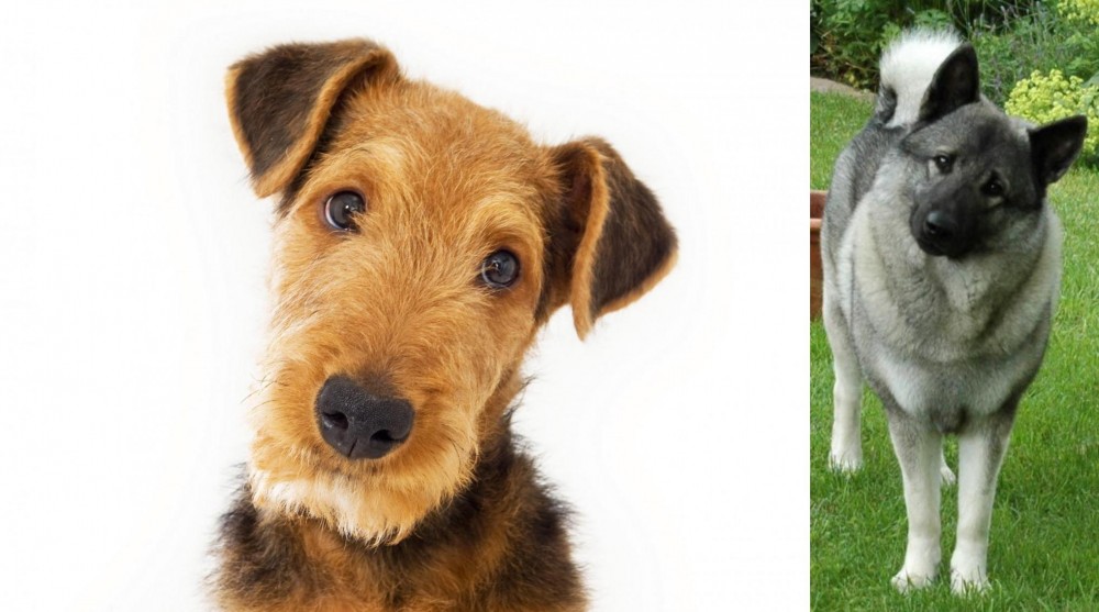 Norwegian Elkhound vs Airedale Terrier - Breed Comparison