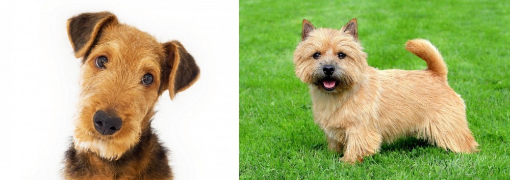 Nova Scotia Duck-Tolling Retriever vs Airedale Terrier - Breed Comparison