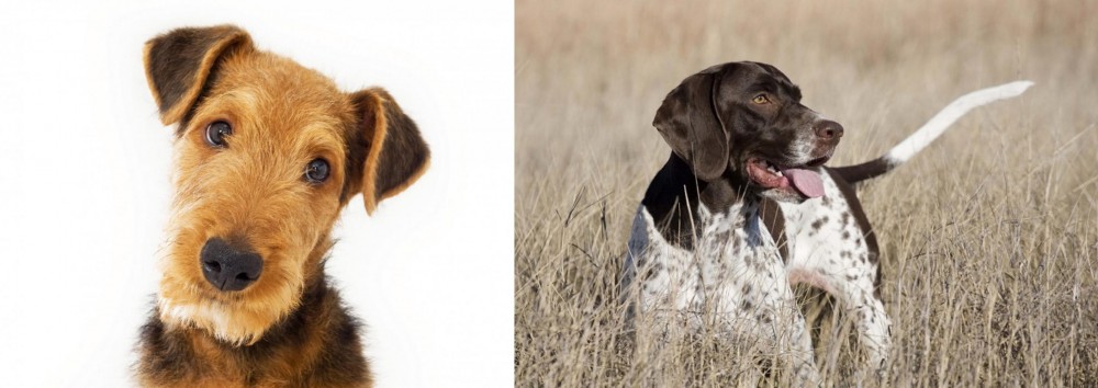 Old Danish Pointer vs Airedale Terrier - Breed Comparison