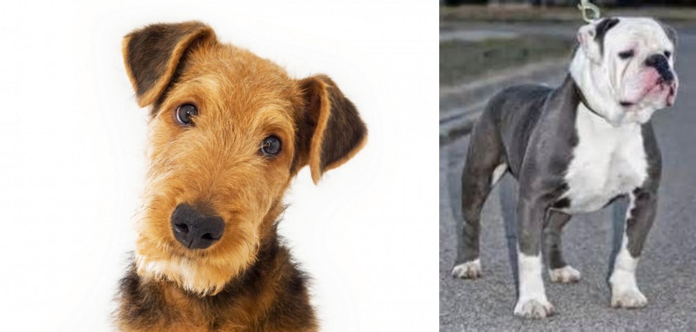 Old English Bulldog vs Airedale Terrier - Breed Comparison