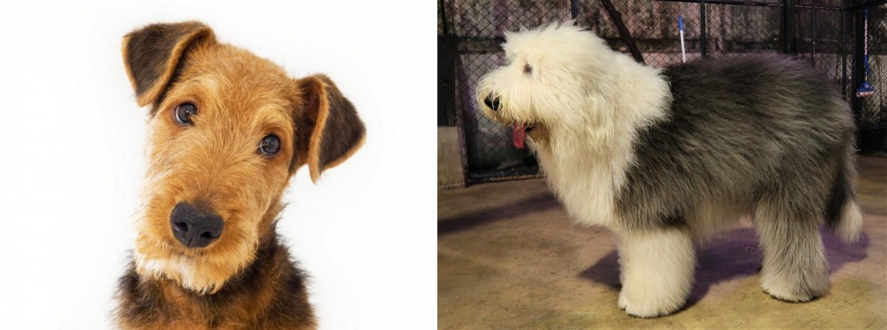 Old English Sheepdog vs Airedale Terrier - Breed Comparison