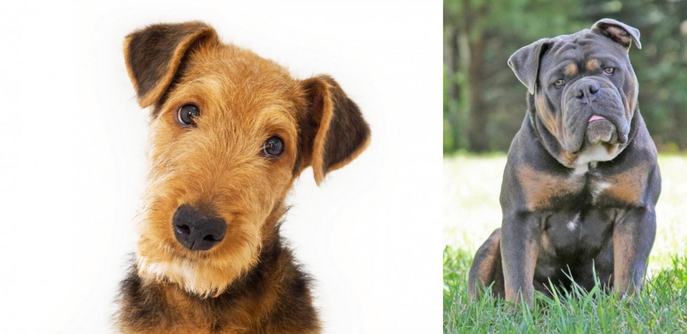 Olde English Bulldogge vs Airedale Terrier - Breed Comparison