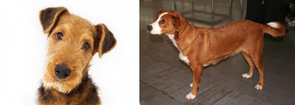 Osterreichischer Kurzhaariger Pinscher vs Airedale Terrier - Breed Comparison