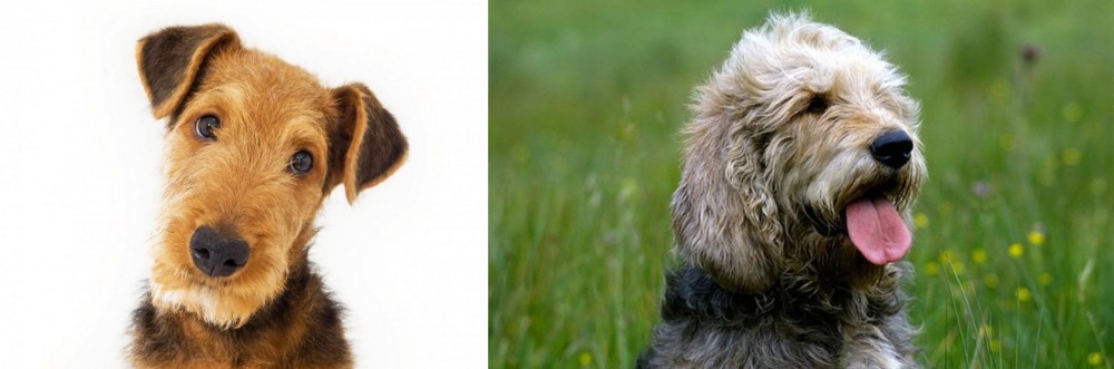 Otterhound vs Airedale Terrier - Breed Comparison