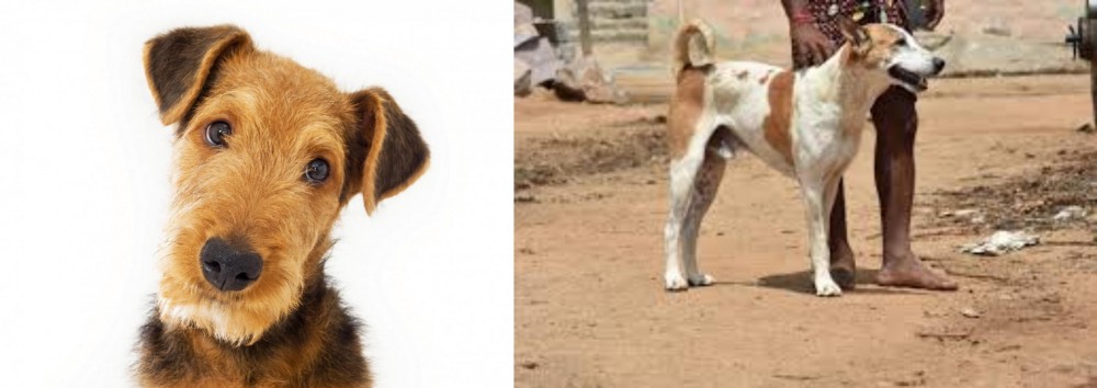 Pandikona vs Airedale Terrier - Breed Comparison