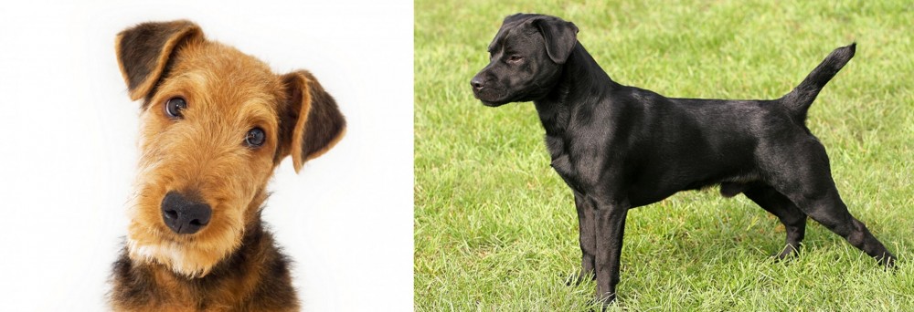 Patterdale Terrier vs Airedale Terrier - Breed Comparison