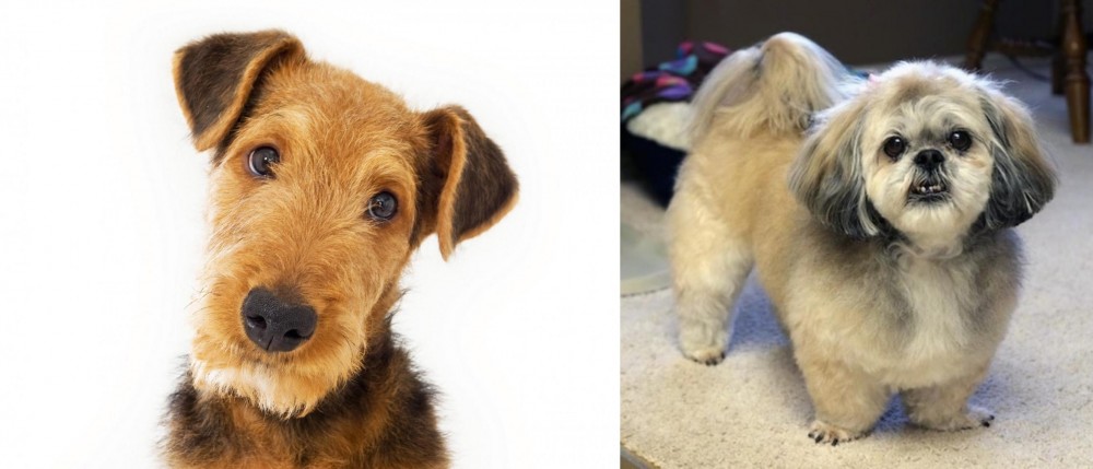 PekePoo vs Airedale Terrier - Breed Comparison