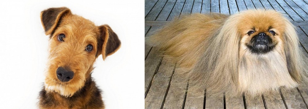 Pekingese vs Airedale Terrier - Breed Comparison