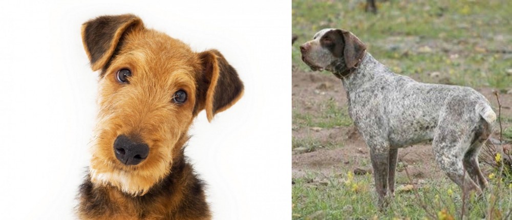 Perdiguero de Burgos vs Airedale Terrier - Breed Comparison