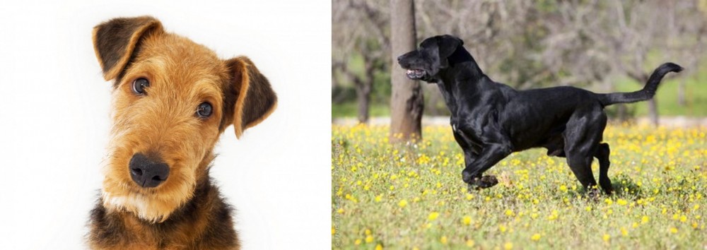 Perro de Pastor Mallorquin vs Airedale Terrier - Breed Comparison