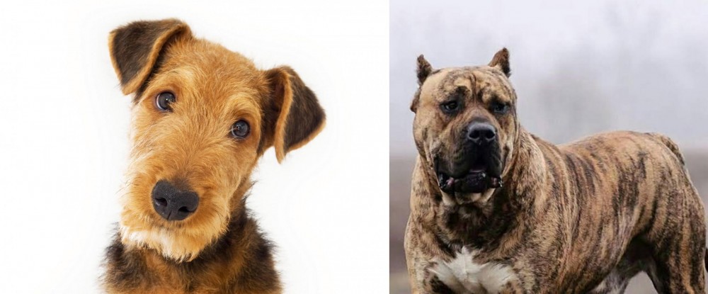 Perro de Presa Canario vs Airedale Terrier - Breed Comparison