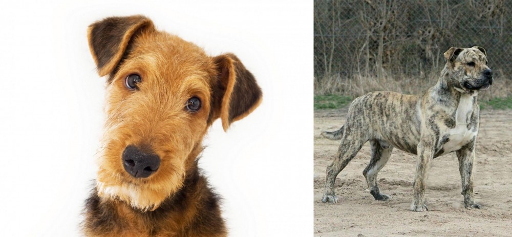Perro de Presa Mallorquin vs Airedale Terrier - Breed Comparison
