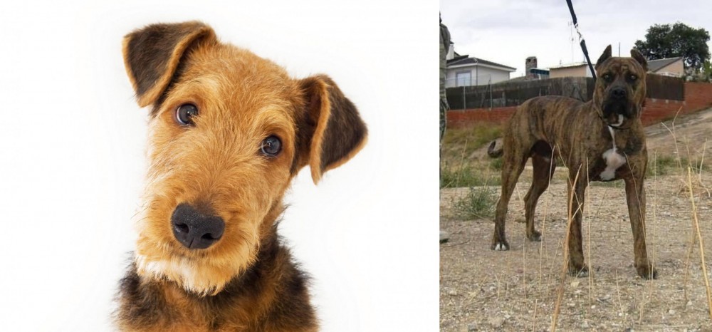 Perro de Toro vs Airedale Terrier - Breed Comparison