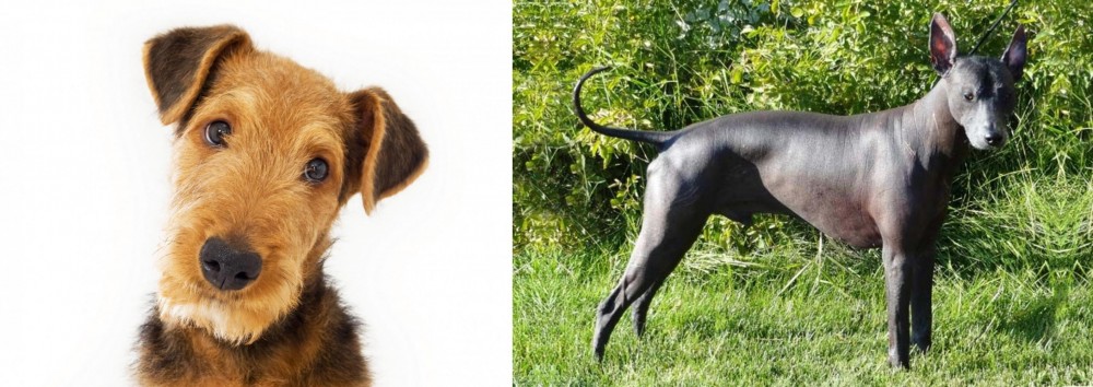 Peruvian Hairless vs Airedale Terrier - Breed Comparison